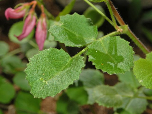 Ononis rotundifolia / Ononis a foglie tonde